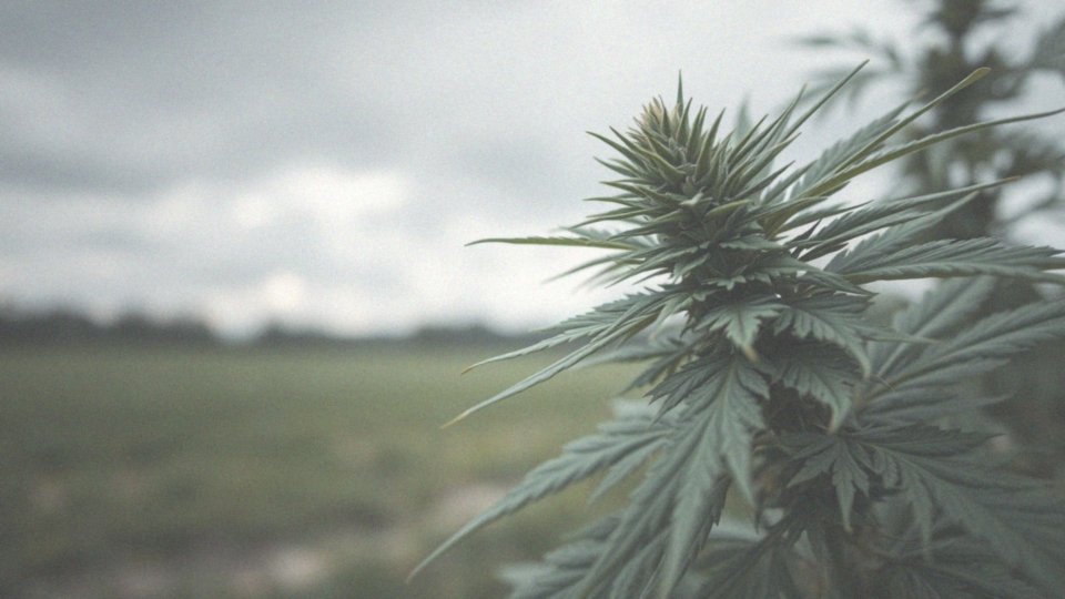 Jakie substancje psychoaktywne zawiera marihuana?
