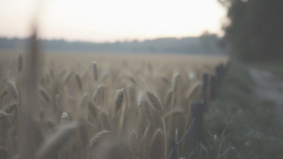W jakich krajach jest legalna marihuana? Przegląd przepisów